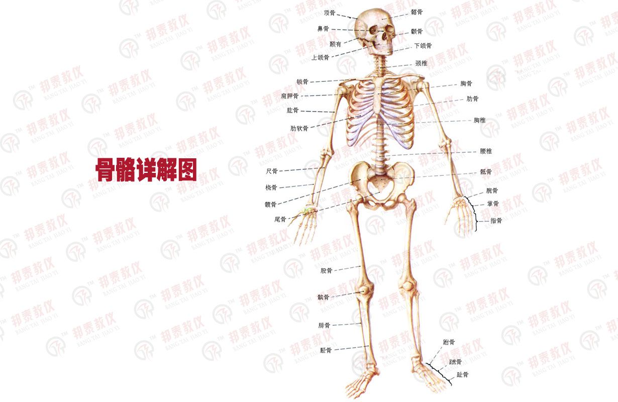 第二讲头颈部穴位-辽宁小儿推拿培训-新民沈阳小儿推拿培训-儿推入门课程